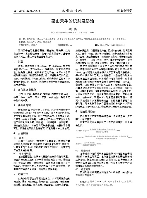 栗山天牛的识别及防治