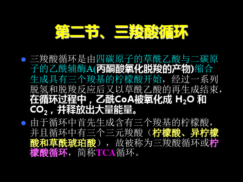 三羧酸循环