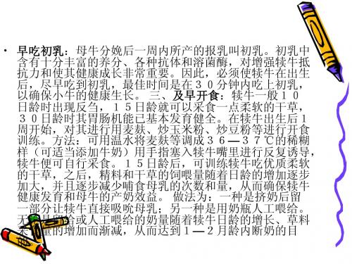 犊牛的饲养