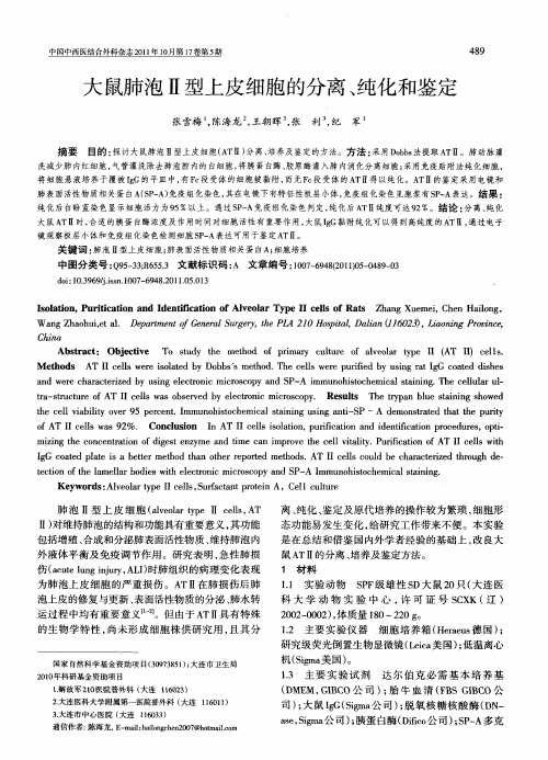 大鼠肺泡Ⅱ型上皮细胞的分离、纯化和鉴定