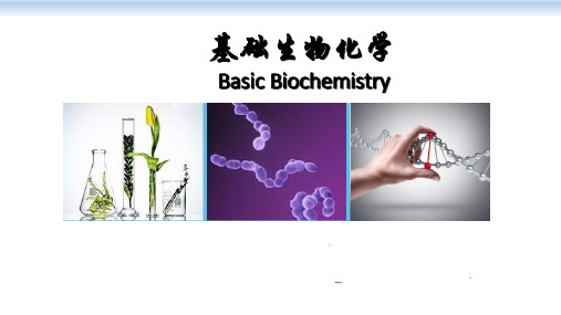 蛋白质降解-2-蛋白质的细胞内降解途径