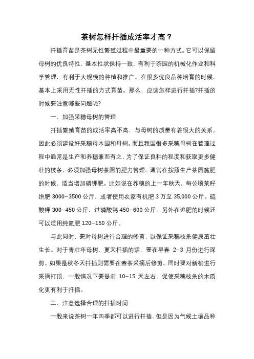 茶树怎样扦插成活率才高？