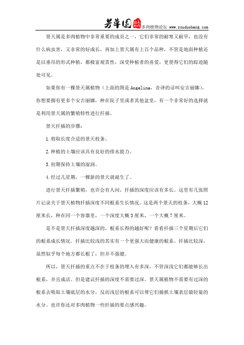 景天植物的扦插繁殖