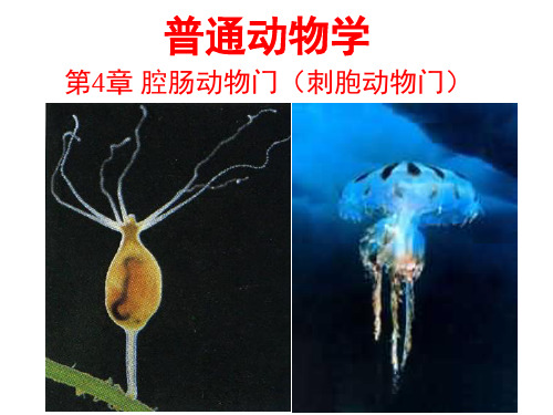 普通动物学—腔肠动物门(上课版)