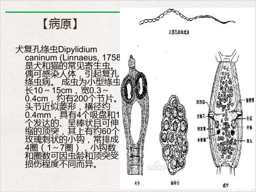 犬复孔绦虫病课件ppt