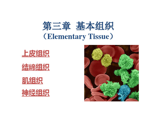 第一节 上皮组织