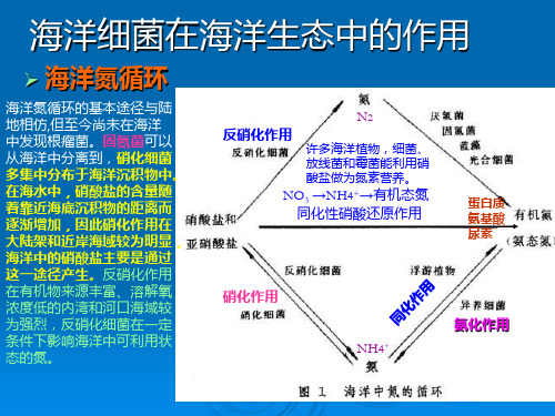 海洋生物学课件3