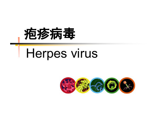 疱疹病毒 PPT精品课件