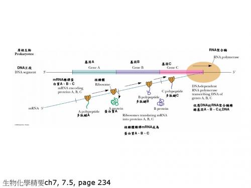 生物化学的精要CH7-PPT精选文档