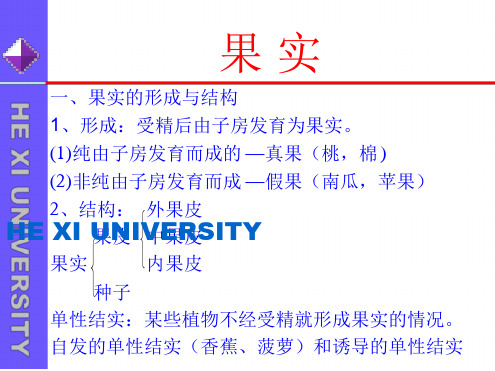 果实的形成与结构