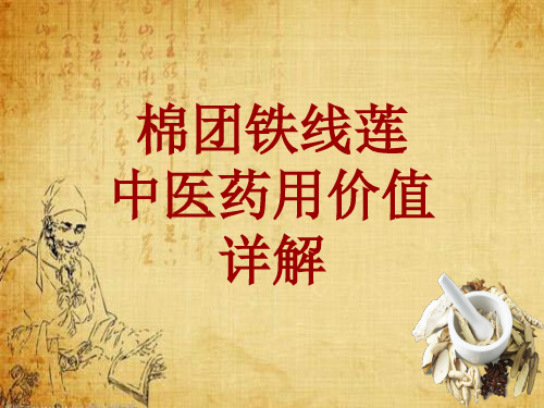 中药学_棉团铁线莲_药材详解课件模板
