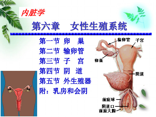 201410解剖组胚学-女性生殖系统(临床专业)