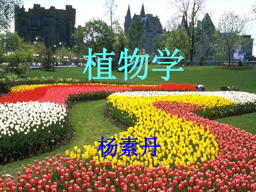 《植物学绪论YS》PPT课件