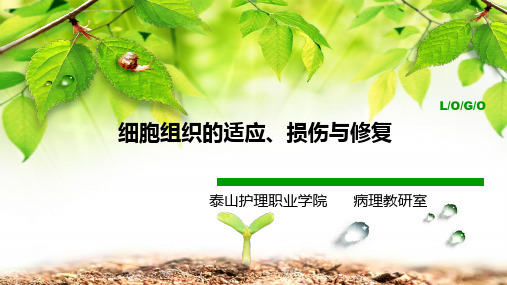 脂肪变性