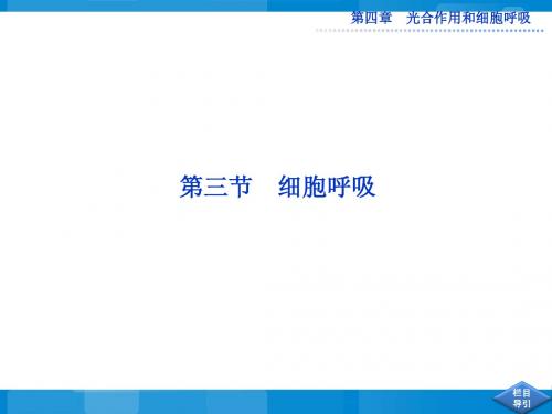 《细胞呼吸》课件