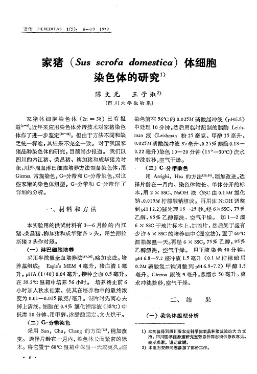 家猪(Sus scrofa dorrzestica)体细胞染色体的研究1)