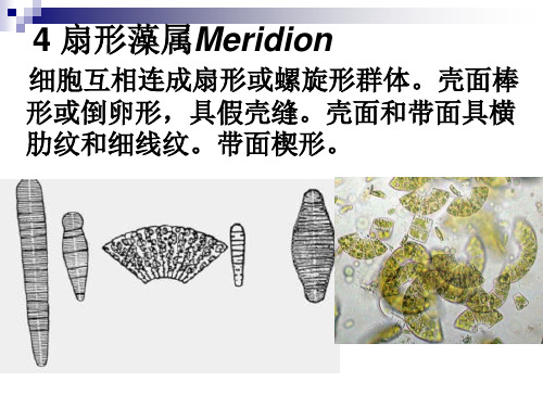 第三章硅藻2