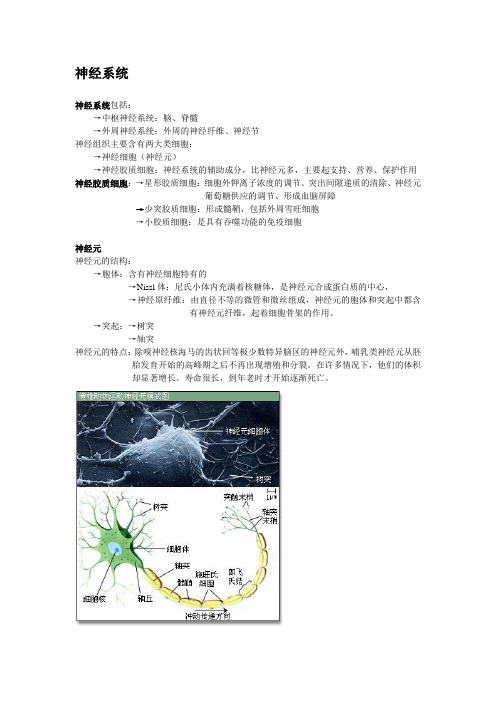 人体神经系统基础知识点及图解