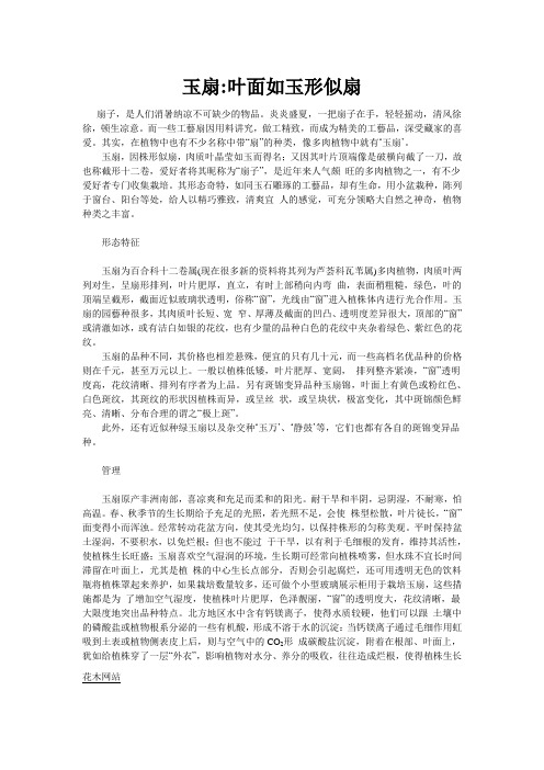 玉扇叶面如玉形似扇