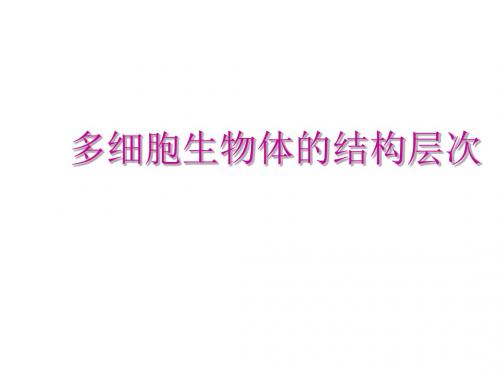 济南版生物七年级上册课件：2.3 多细胞生物体的结构层