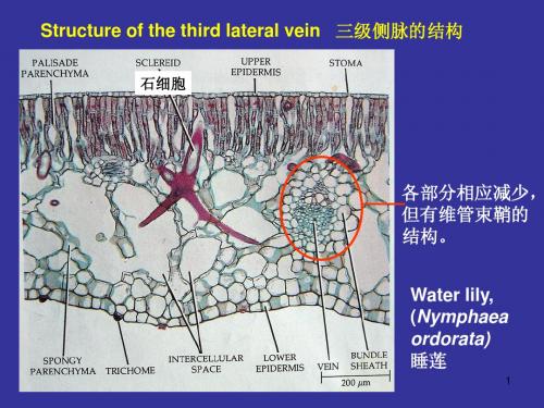 浙江大学2012植物学甲课件 第05次课2008ppt第35到70页