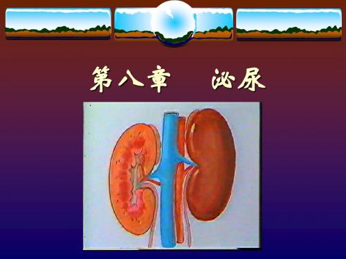 生理课件第八章     泌尿2008