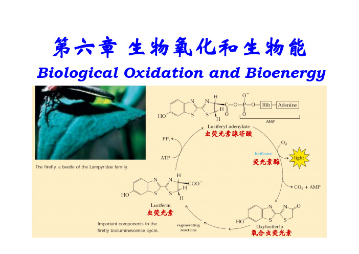 生物化学：第六章 生物氧化和生物能(10周4节) 