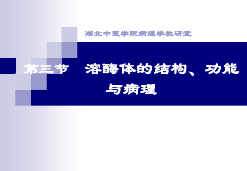 溶酶体高尔基复合体