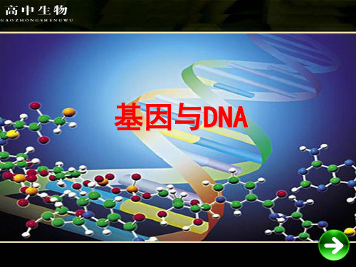 高中生物必修二人教版课件3.4基因是有遗传效应的dna片段 (共15张ppt)