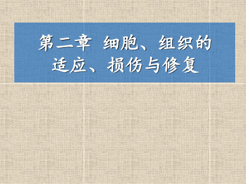 细胞组织适应损伤与修复ppt课件