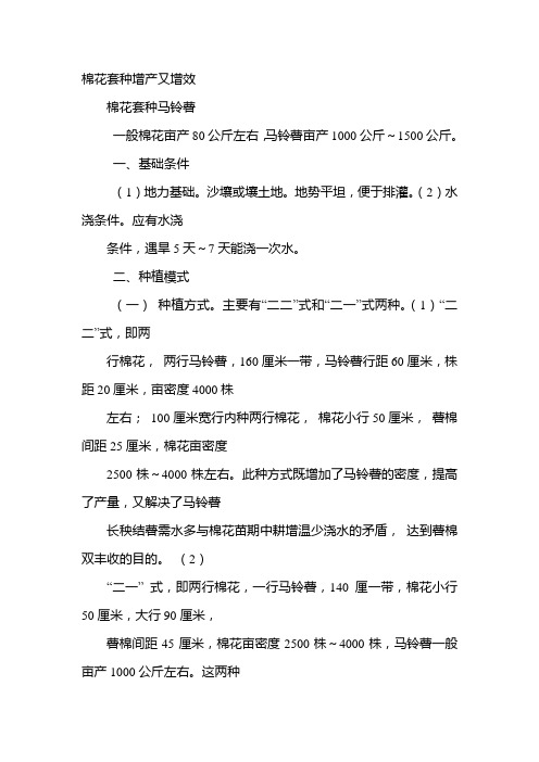棉花套种增产又增效