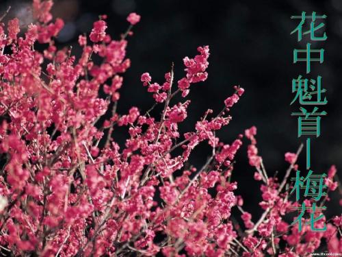 开花和结果ppt课件