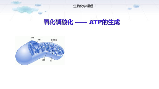 氧化磷酸化-ATP的生成