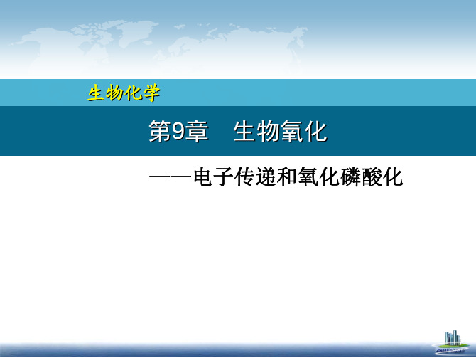18.电子传递和氧化磷酸化