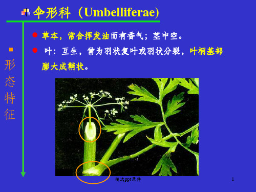 伞形科ppt课件