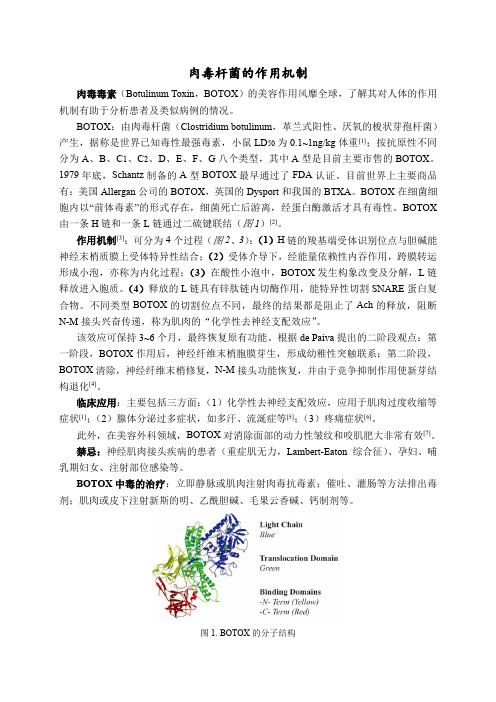肉毒杆菌的作用机制