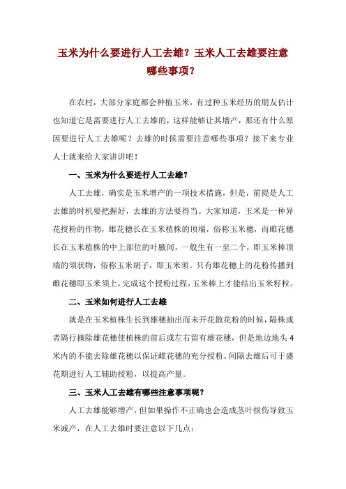 玉米为什么要进行人工去雄？玉米人工去雄要注意哪些事项？