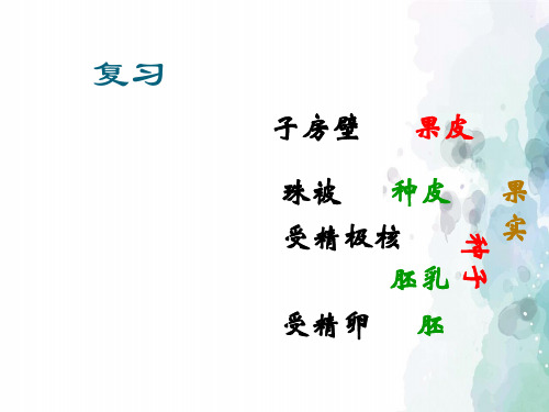北京课改版生物-八年级上册-10.3 绿色开花植物的生殖和发育--种子的结构 精品课件