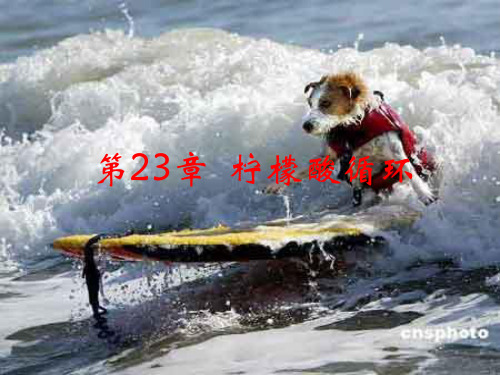 细胞呼吸——柠檬酸循环课件