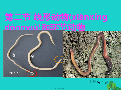 八年级生物上册第一章第二节线形动物和环节动物课件(新版)新人教版