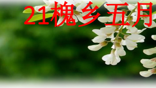 槐乡五月 课件