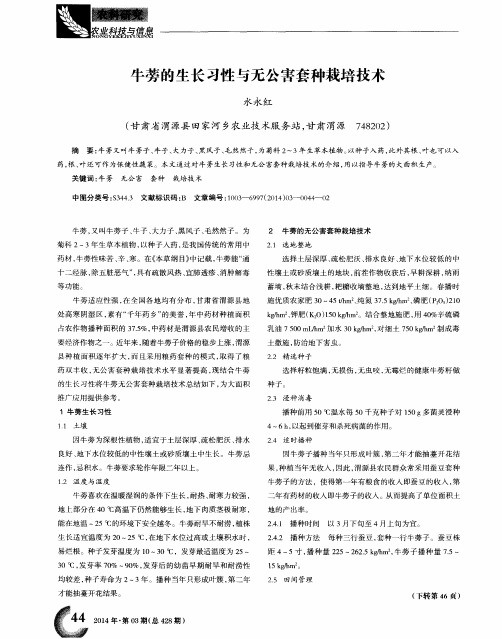 牛蒡的生长习性与无公害套种栽培技术