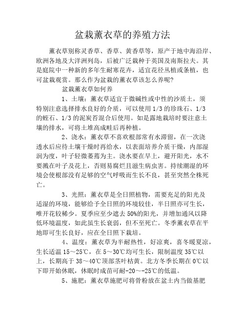 盆栽薰衣草的养殖方法