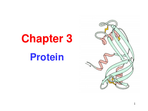 Chapter 3 Biochemistry  蛋白质(上)