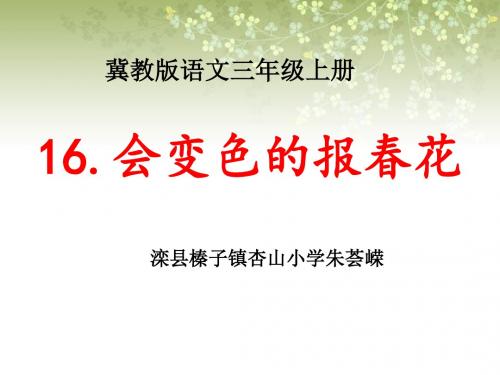会变色的报春花课件---三年级朱