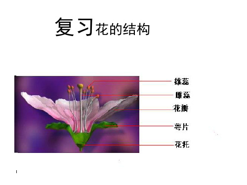 初二生物《植物的无性生殖》PPT课件