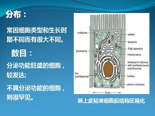 细胞生物学 内膜系统结构与功能