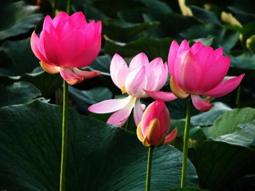 《莲叶青青》课件(语文S版四年级下册课件)