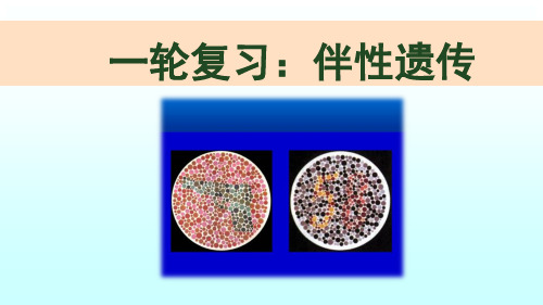 高三生物《伴性遗传》一轮复习公开课