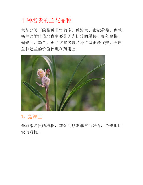 十种名贵的兰花品种